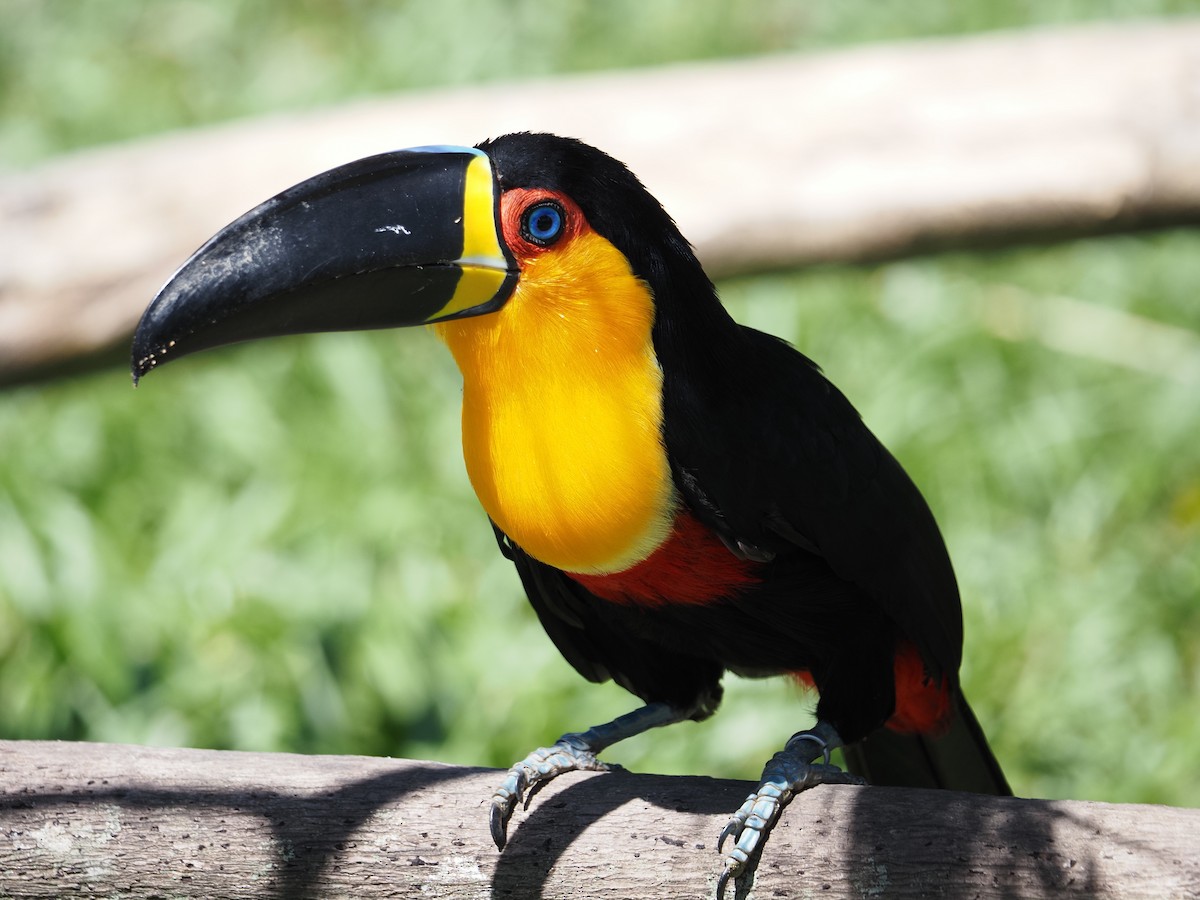 Channel-billed Toucan - ML620459630