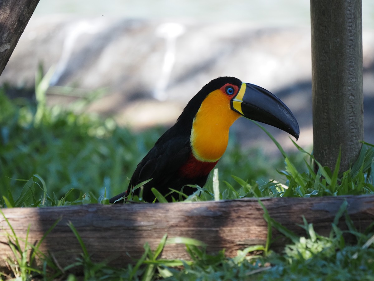 Channel-billed Toucan - ML620459634