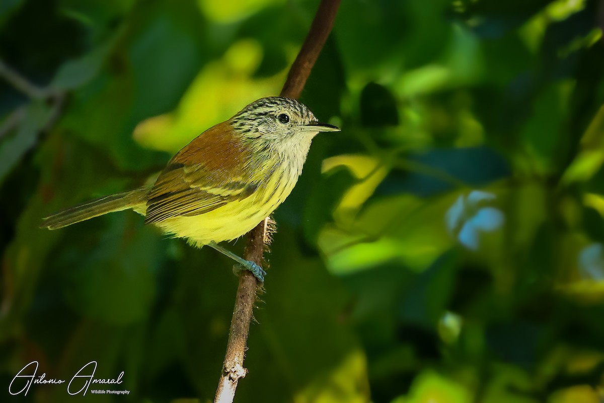 Streak-capped Antwren - ML620459636