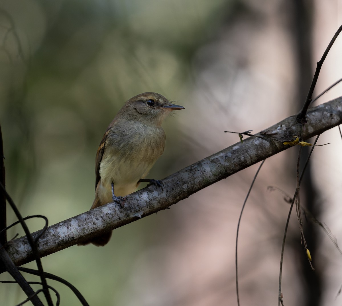 Fuscous Flycatcher - ML620459637