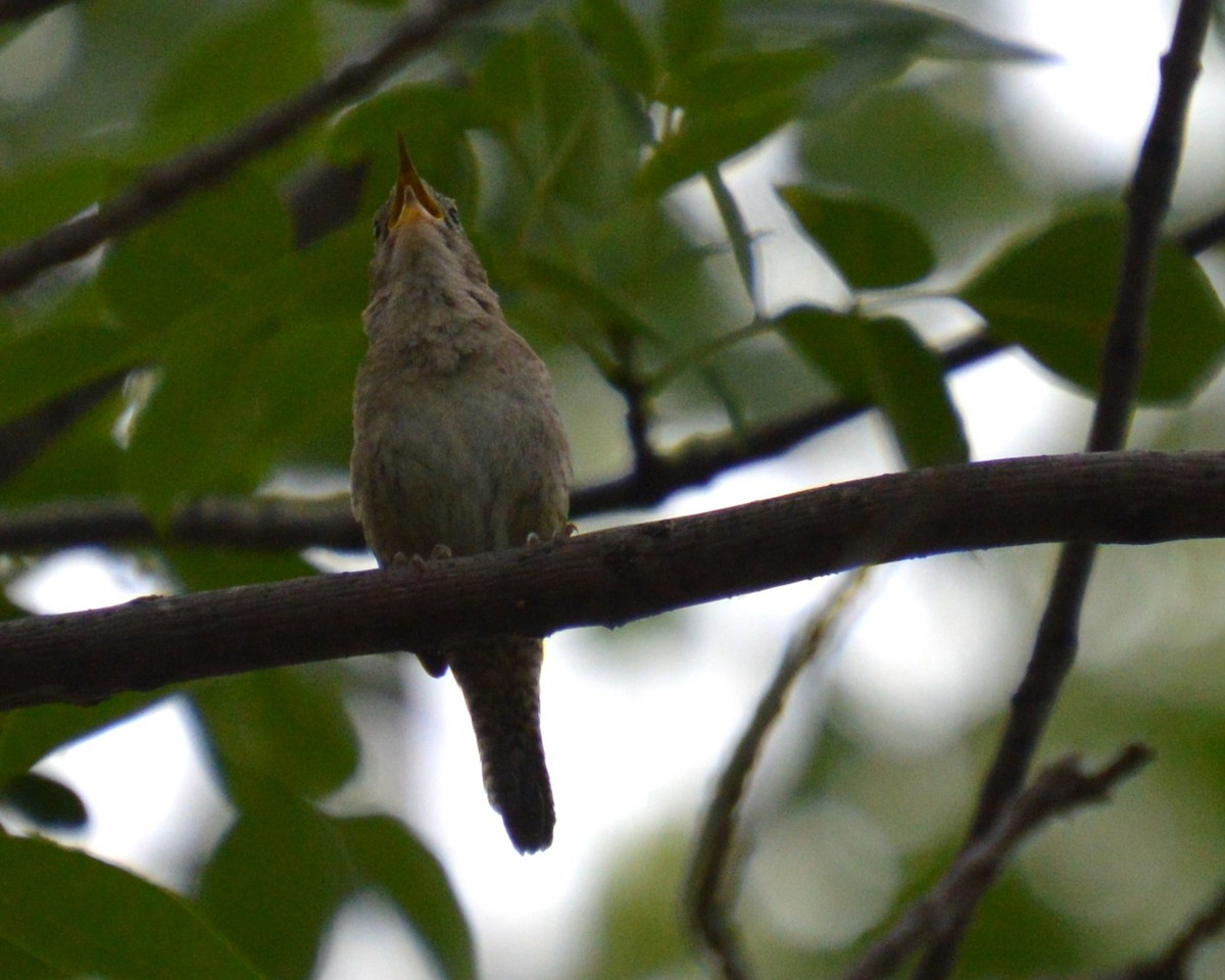 House Wren - Liz Almlie