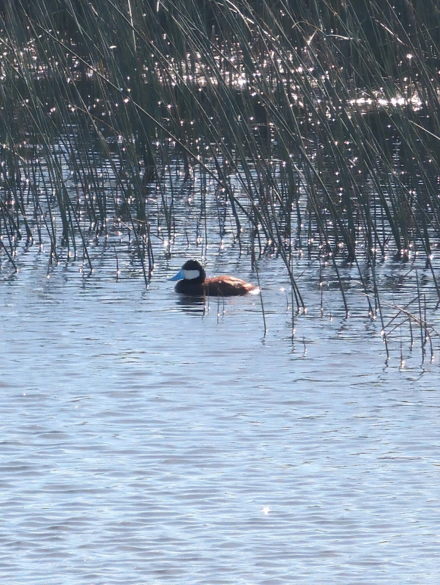 Ruddy Duck - ML620459639