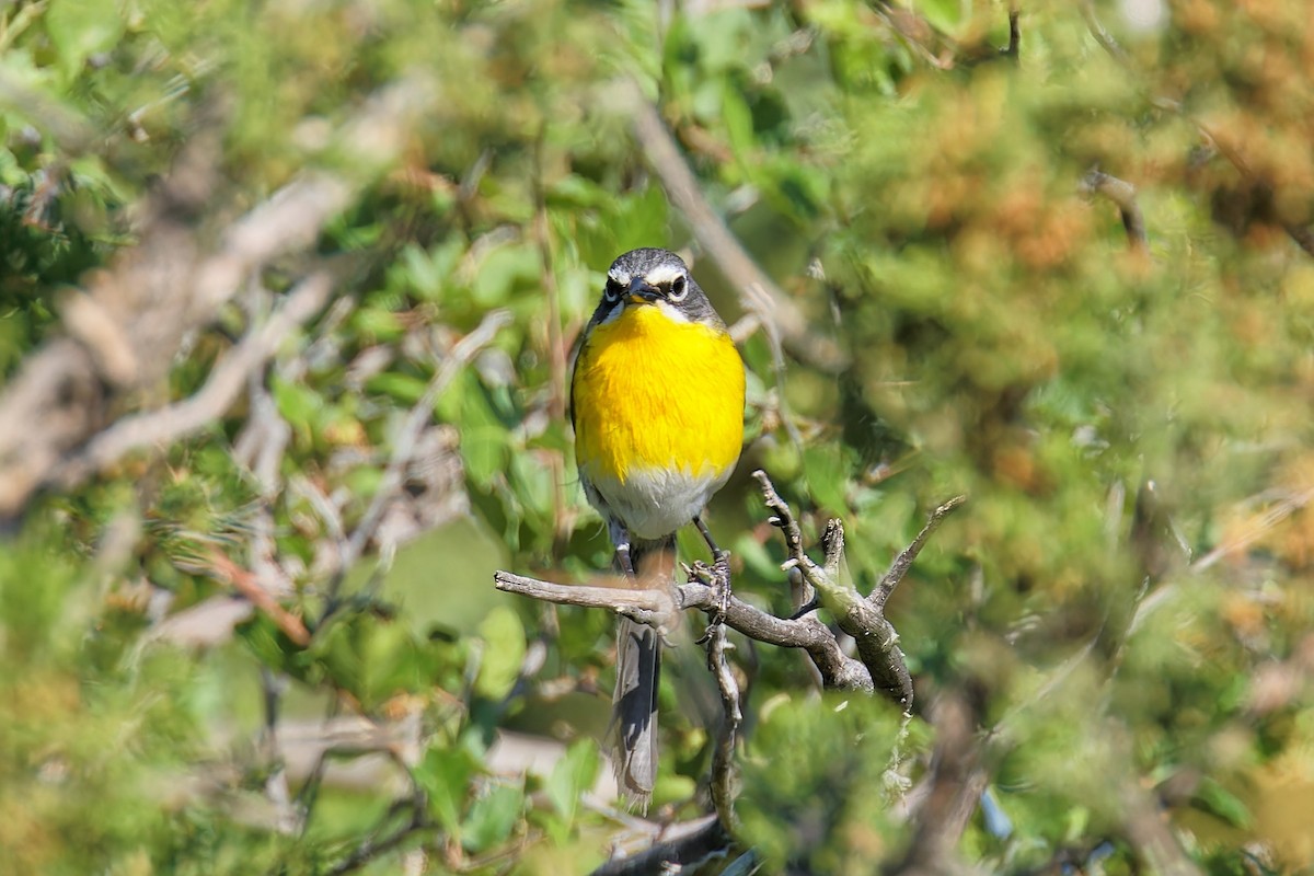 Yellow-breasted Chat - ML620459640