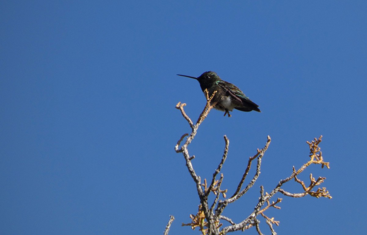 Black-chinned Hummingbird - ML620459645