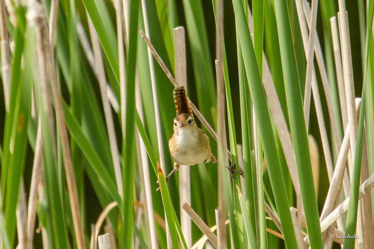 Marsh Wren - ML620459657