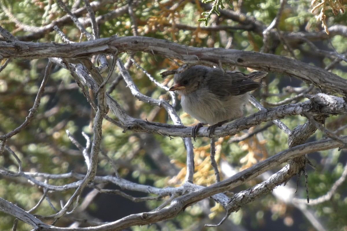 Bushtit - ML620459659