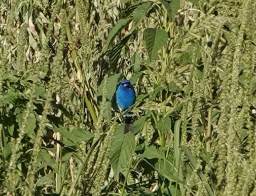 Indigo Bunting - ML620459662