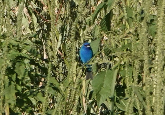 Indigo Bunting - ML620459663