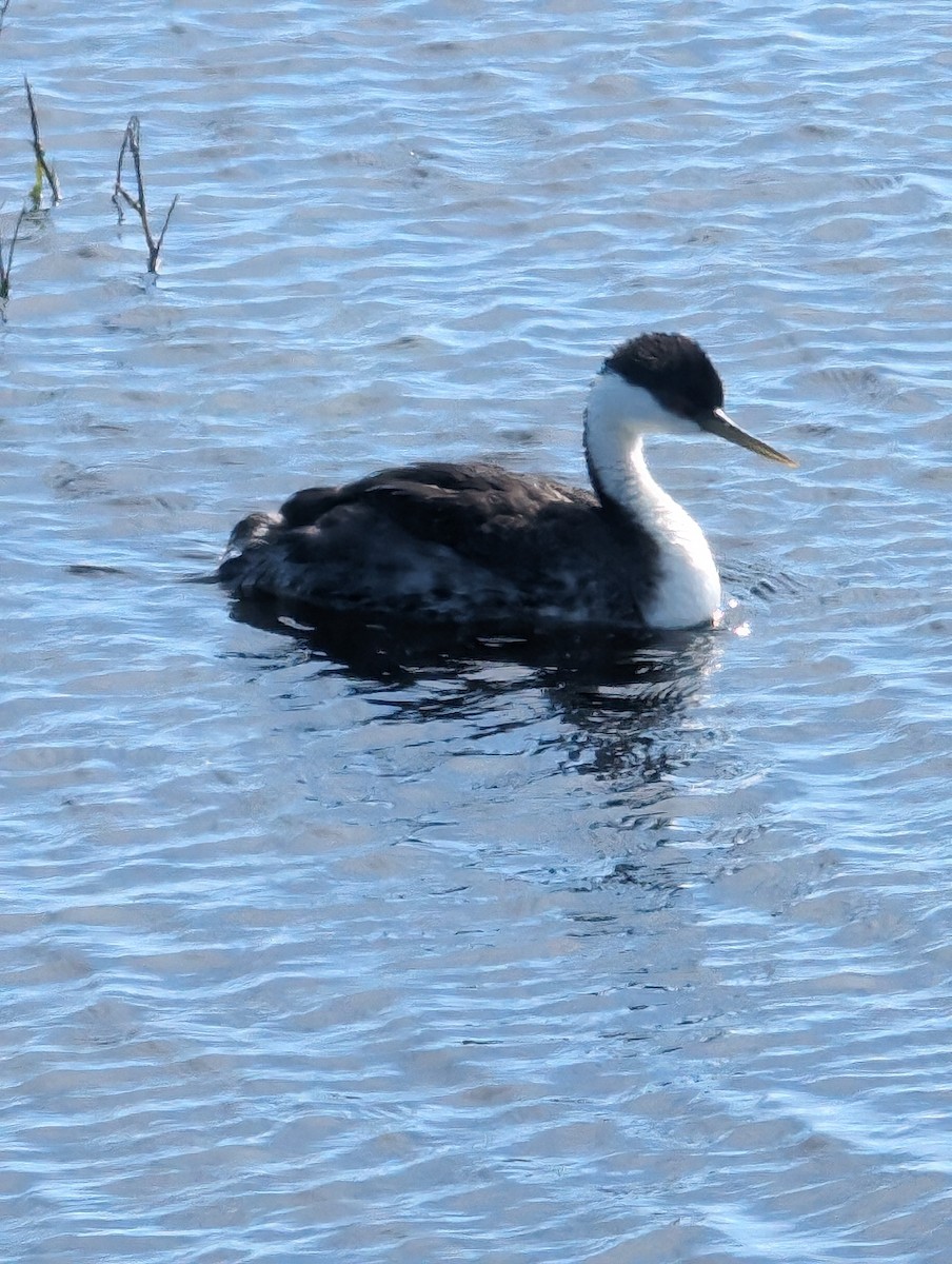 Western Grebe - ML620459672