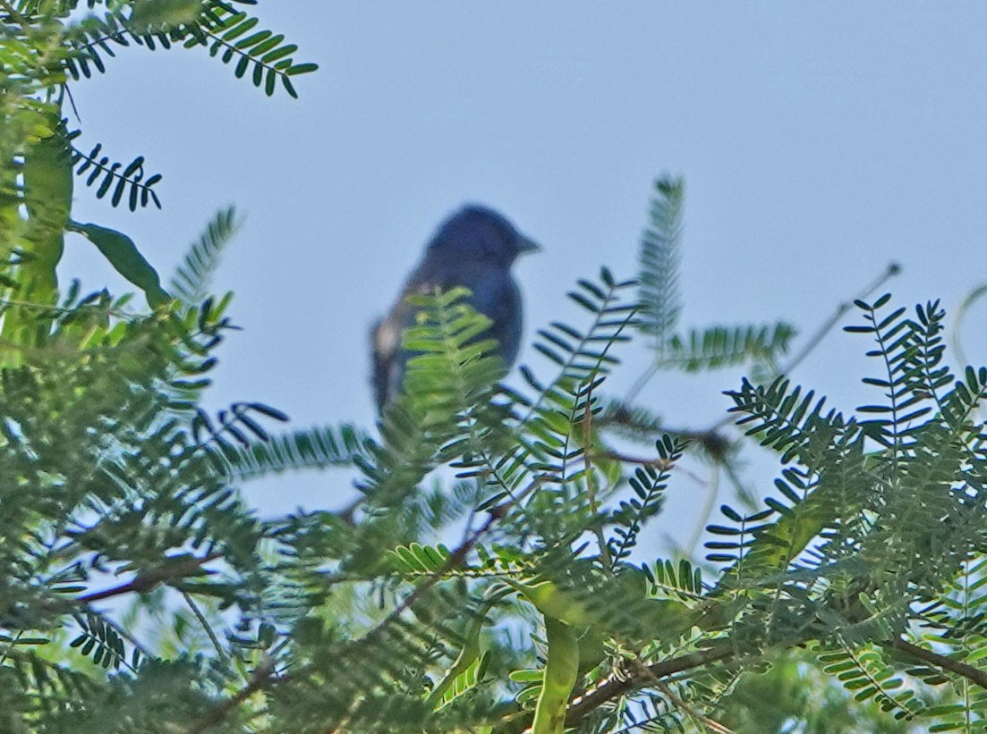 Indigo Bunting - ML620459676