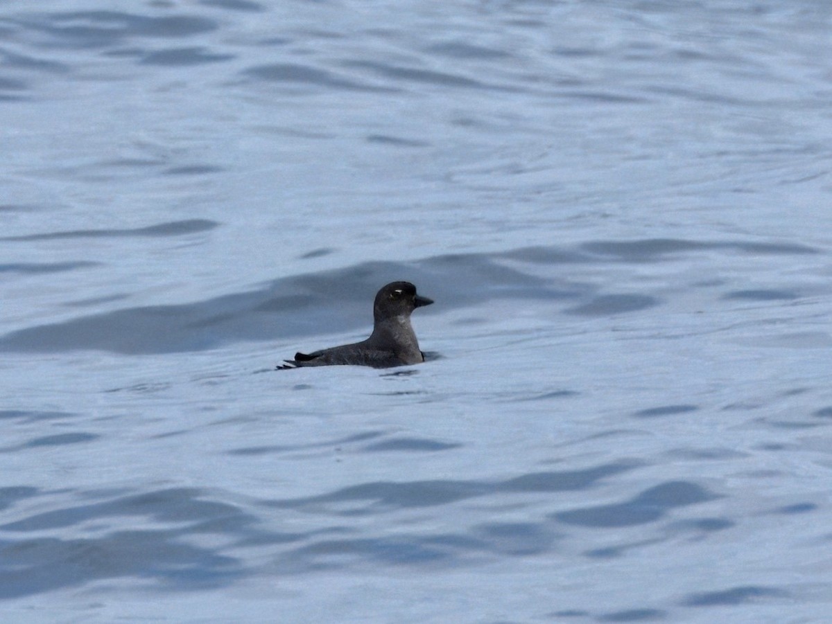 Cassin's Auklet - ML620459678