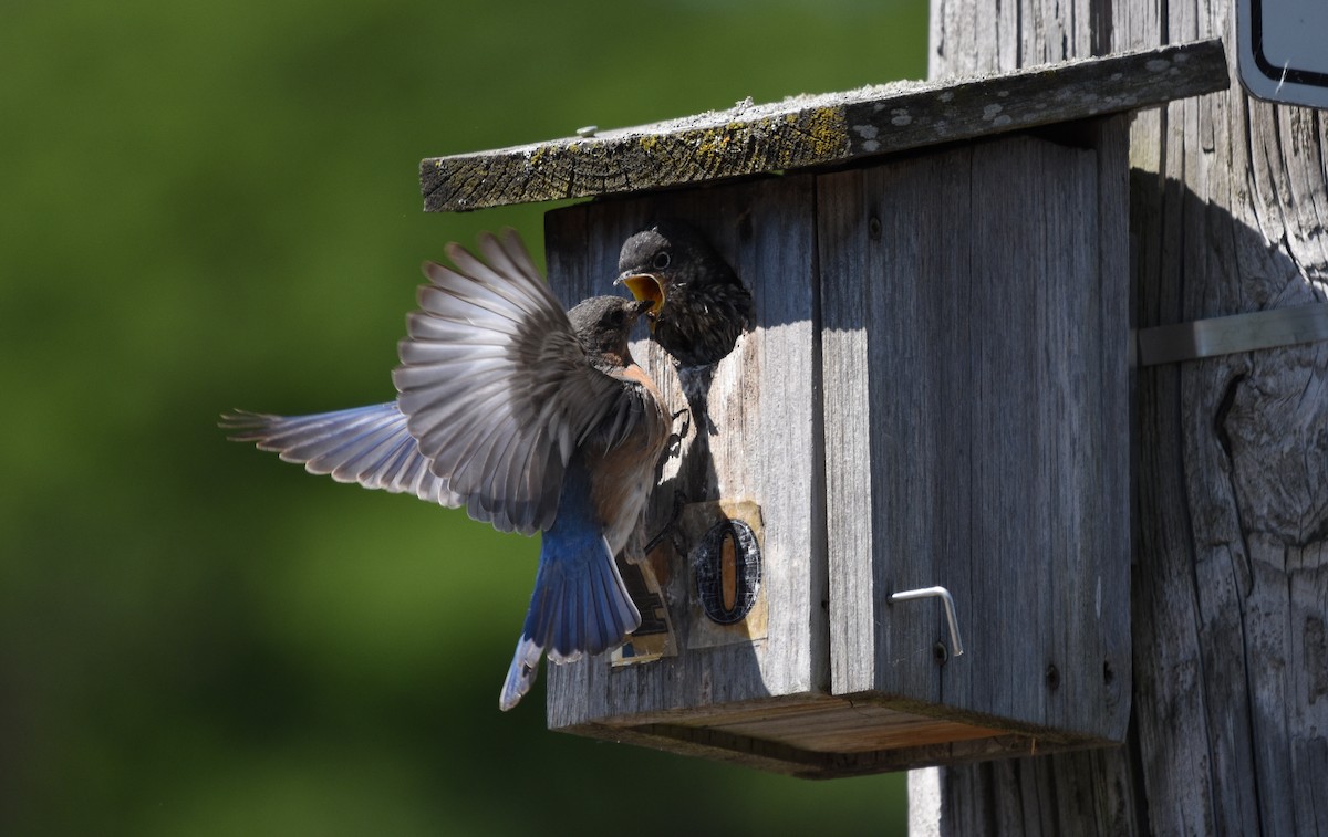 Eastern Bluebird - Danielle Cayer