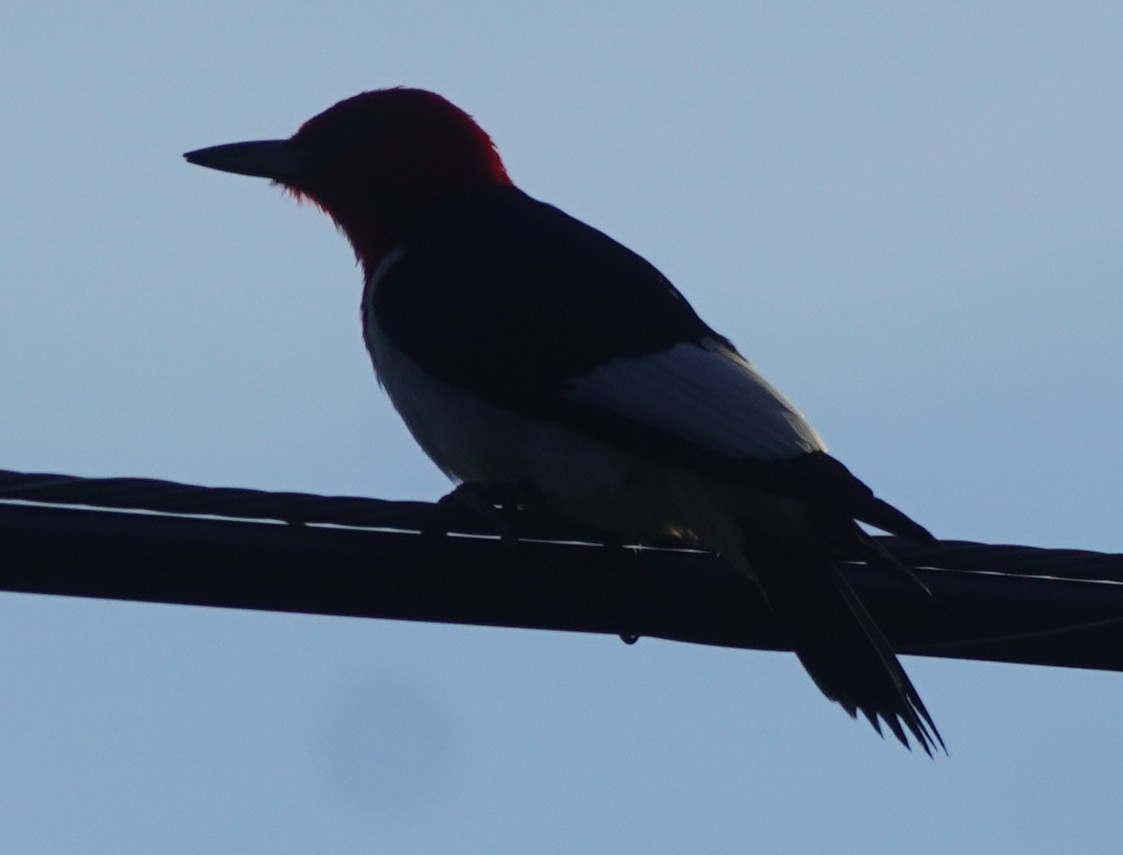 Red-headed Woodpecker - John McCallister