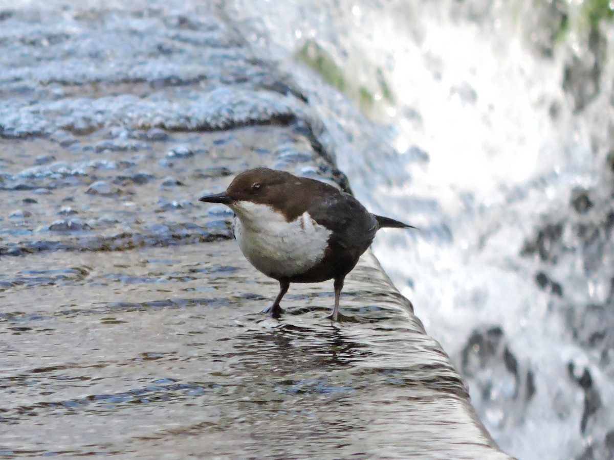 White-throated Dipper - ML620459684