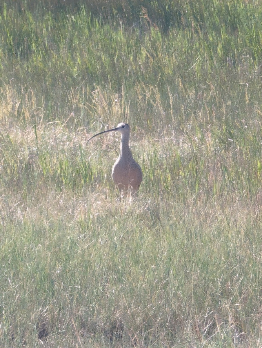 Long-billed Curlew - ML620459689