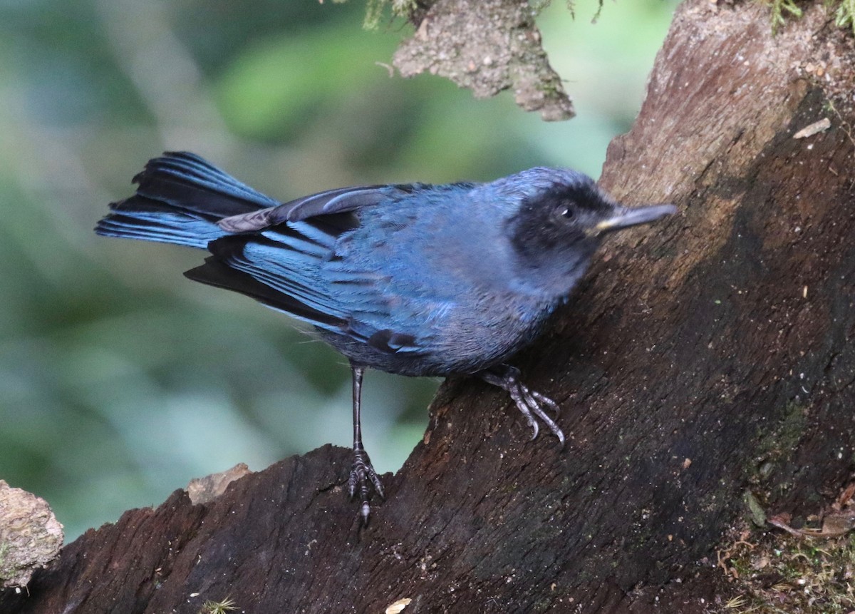 Masked Flowerpiercer - ML620459691