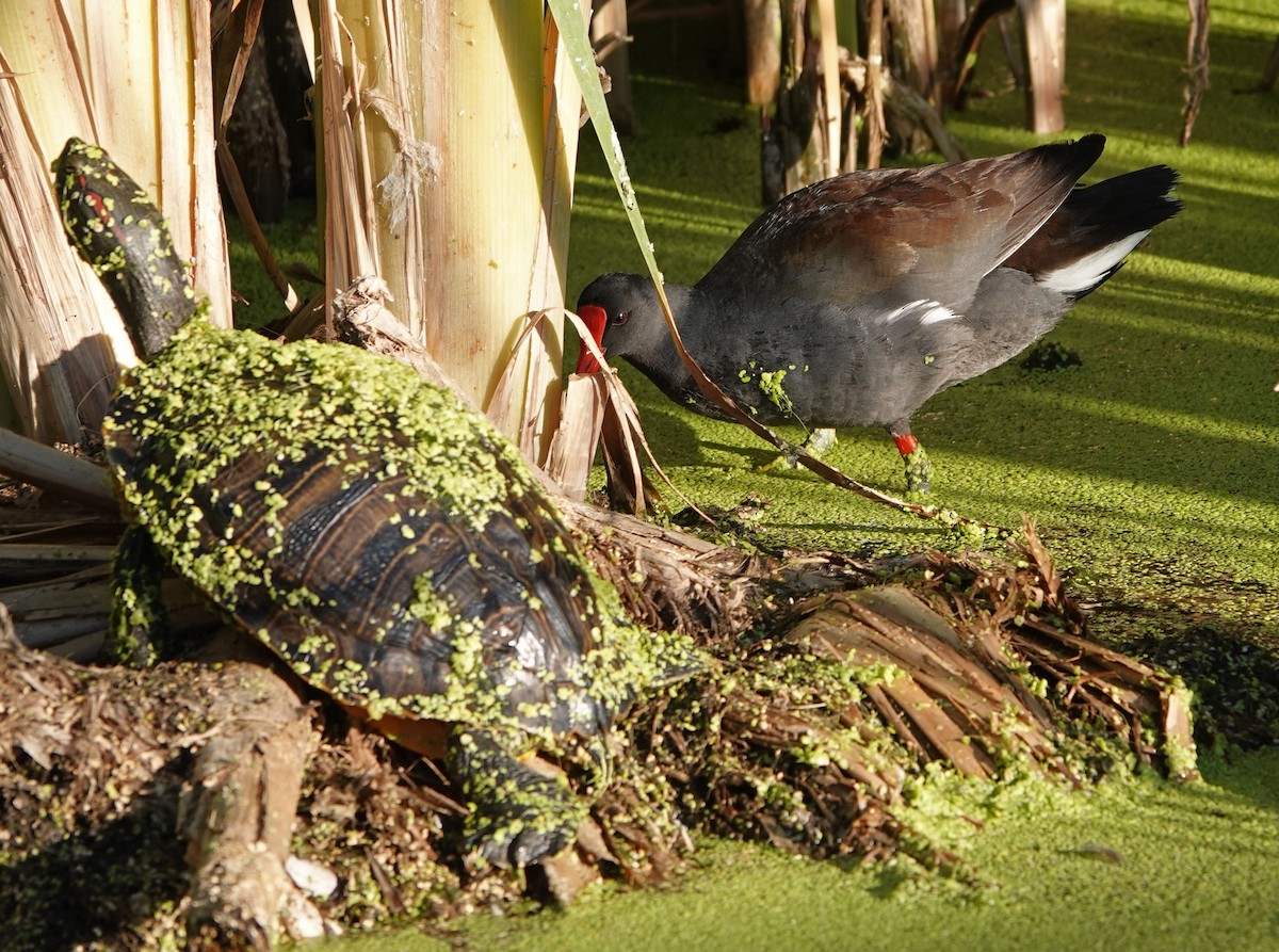 Common Gallinule - Cathy Beck