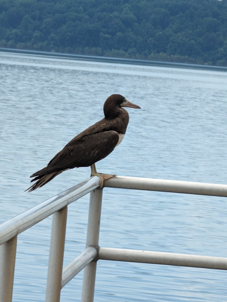 Anatidae sp. - ML620459704