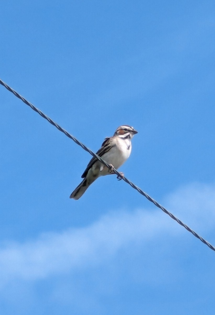 Lark Sparrow - ML620459707