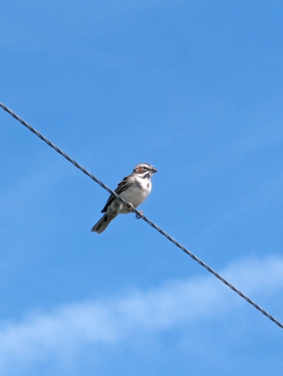 Lark Sparrow - ML620459708