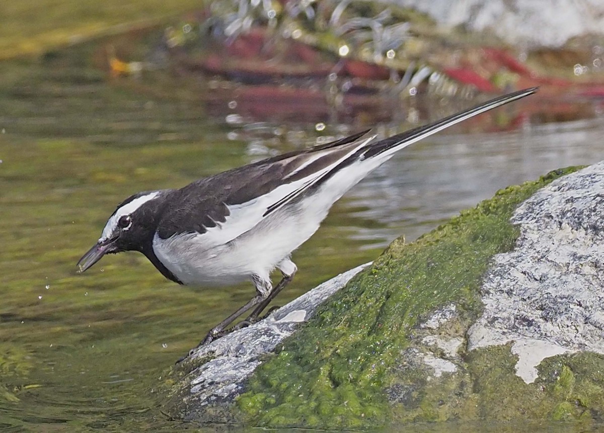 White-browed Wagtail - ML620459710