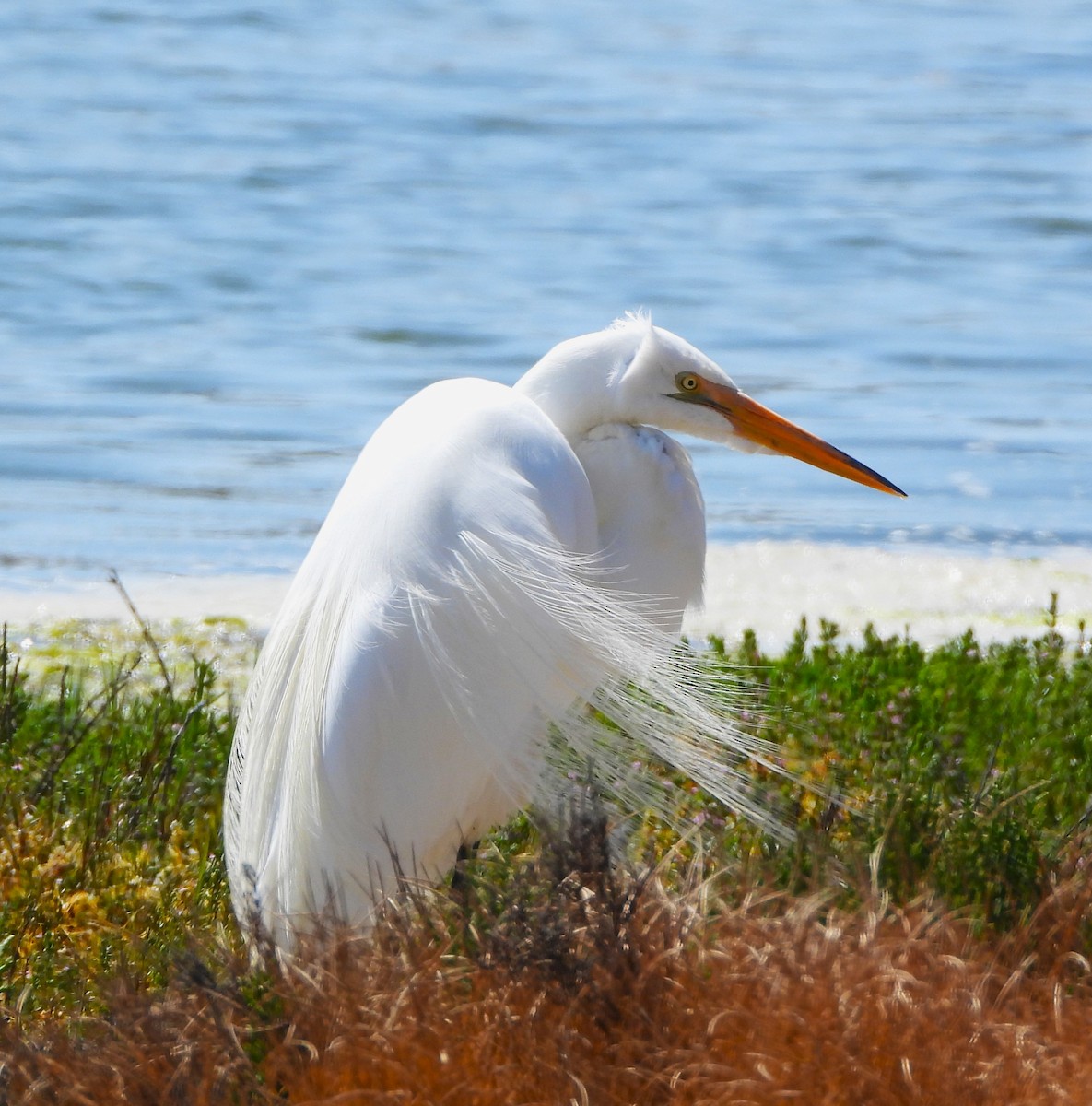 Snowy Egret - ML620459711