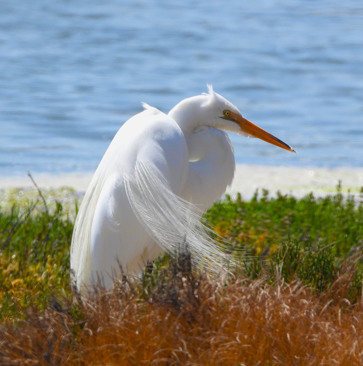 Snowy Egret - ML620459713