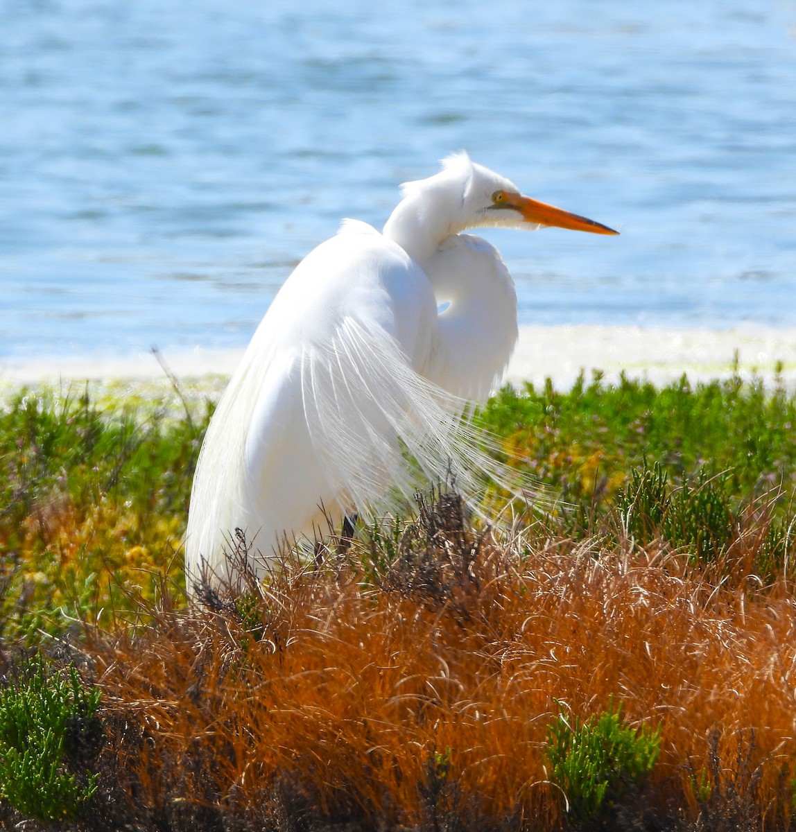 Snowy Egret - ML620459714