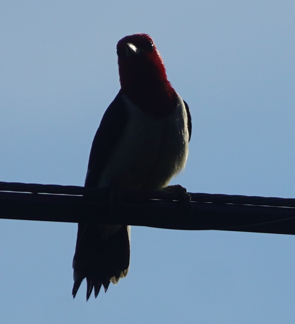 Red-headed Woodpecker - ML620459715