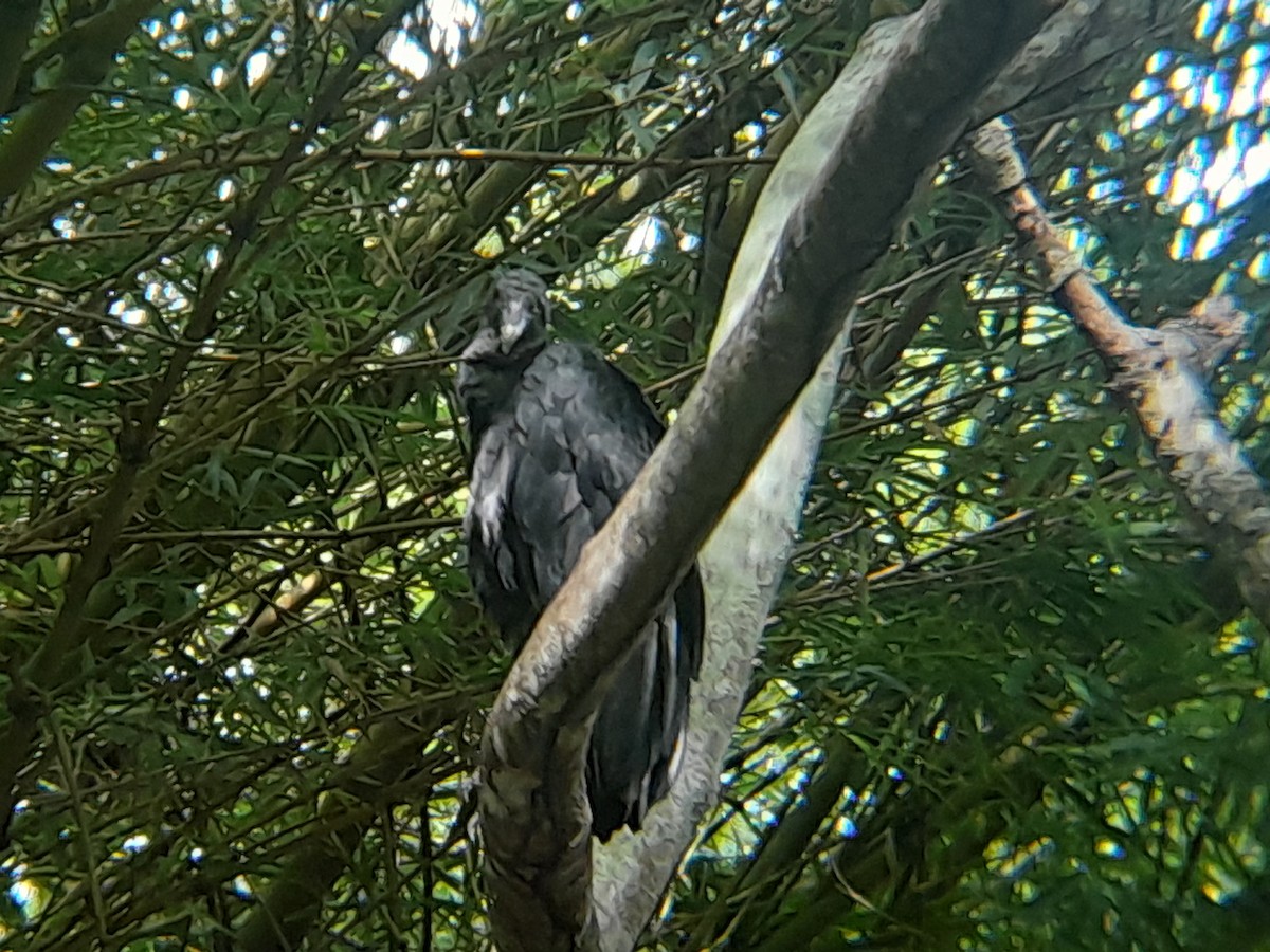 Black Vulture - ML620459720