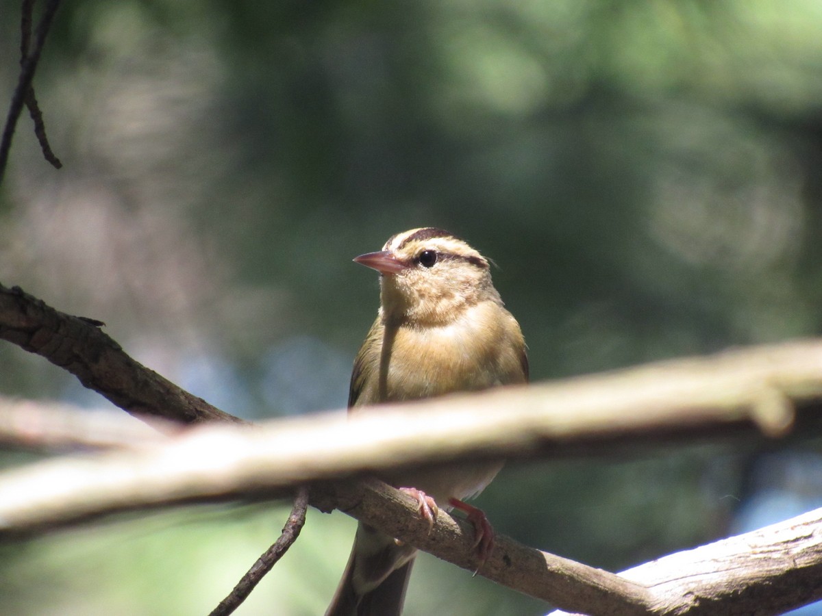 Worm-eating Warbler - ML620459728