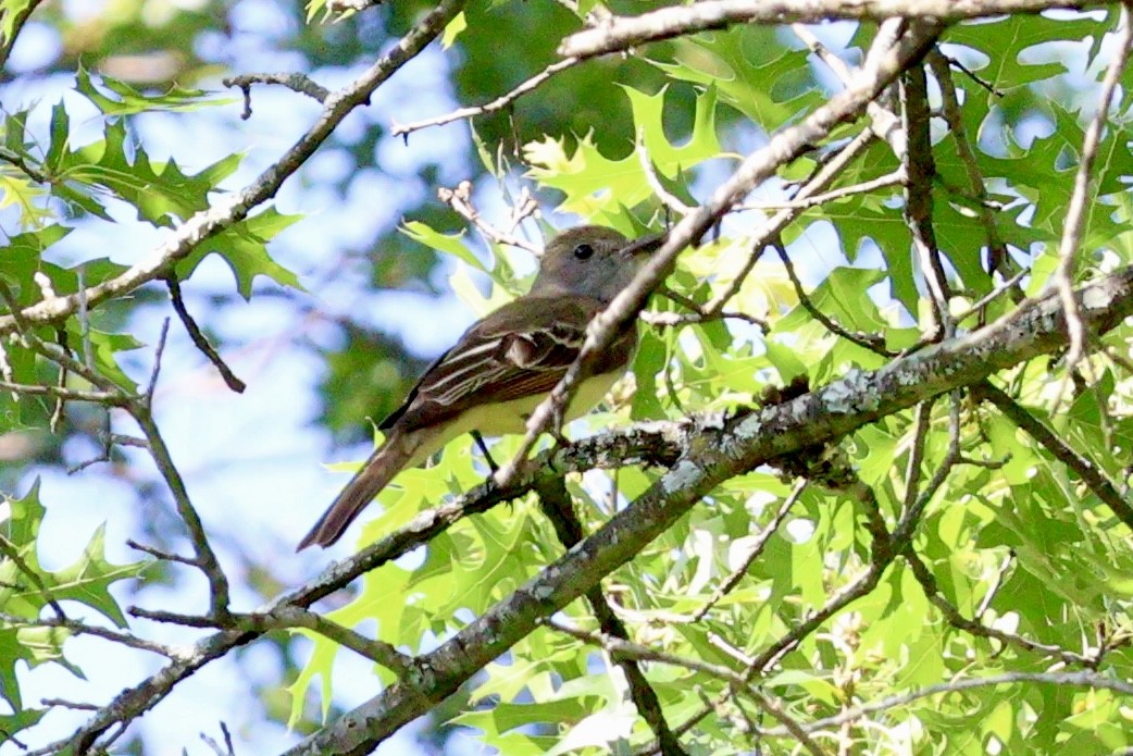 Great Crested Flycatcher - ML620459731