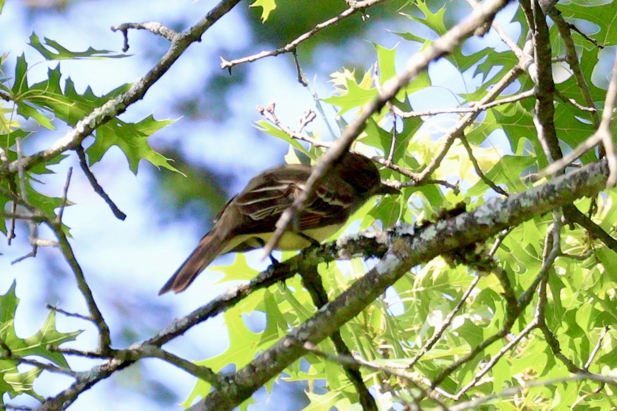 Great Crested Flycatcher - ML620459732