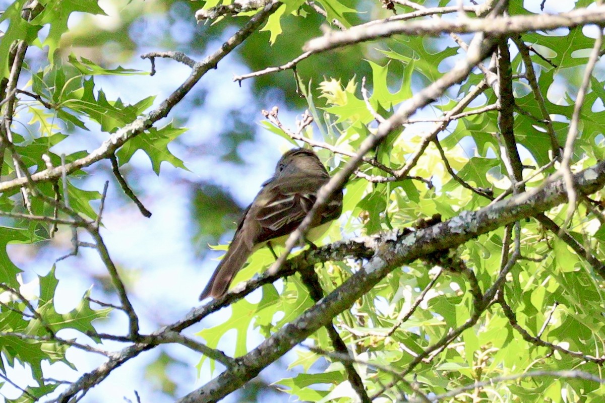 Great Crested Flycatcher - ML620459733