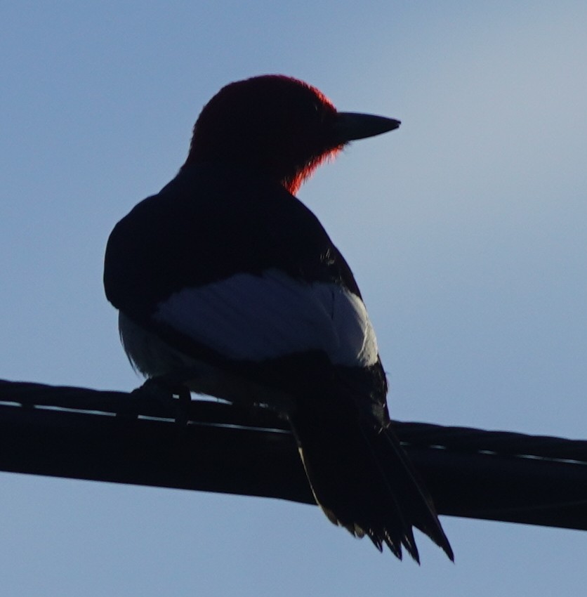 Red-headed Woodpecker - ML620459740