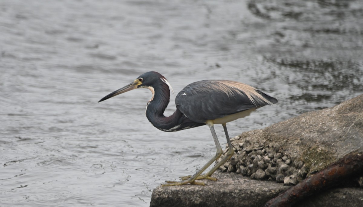 Tricolored Heron - ML620459745