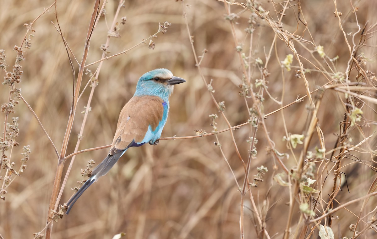 Abyssinian Roller - ML620459747