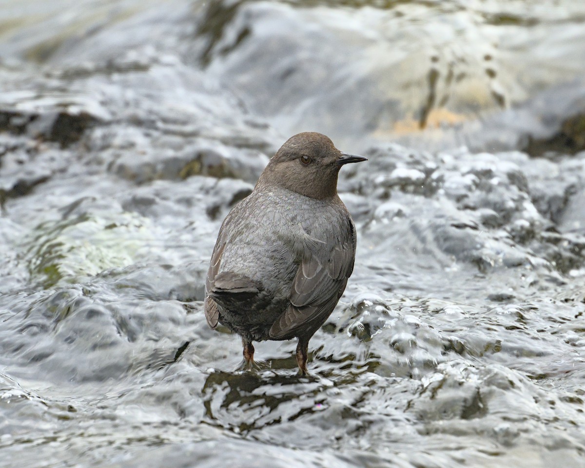 American Dipper - ML620459748