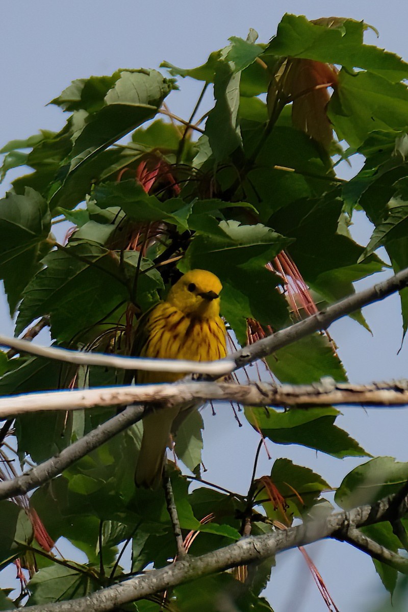 Yellow Warbler - ML620459753