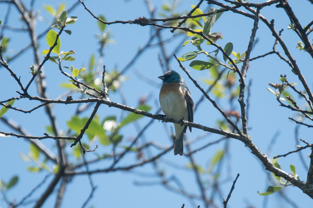 Lazuli Bunting - Cedrik von Briel