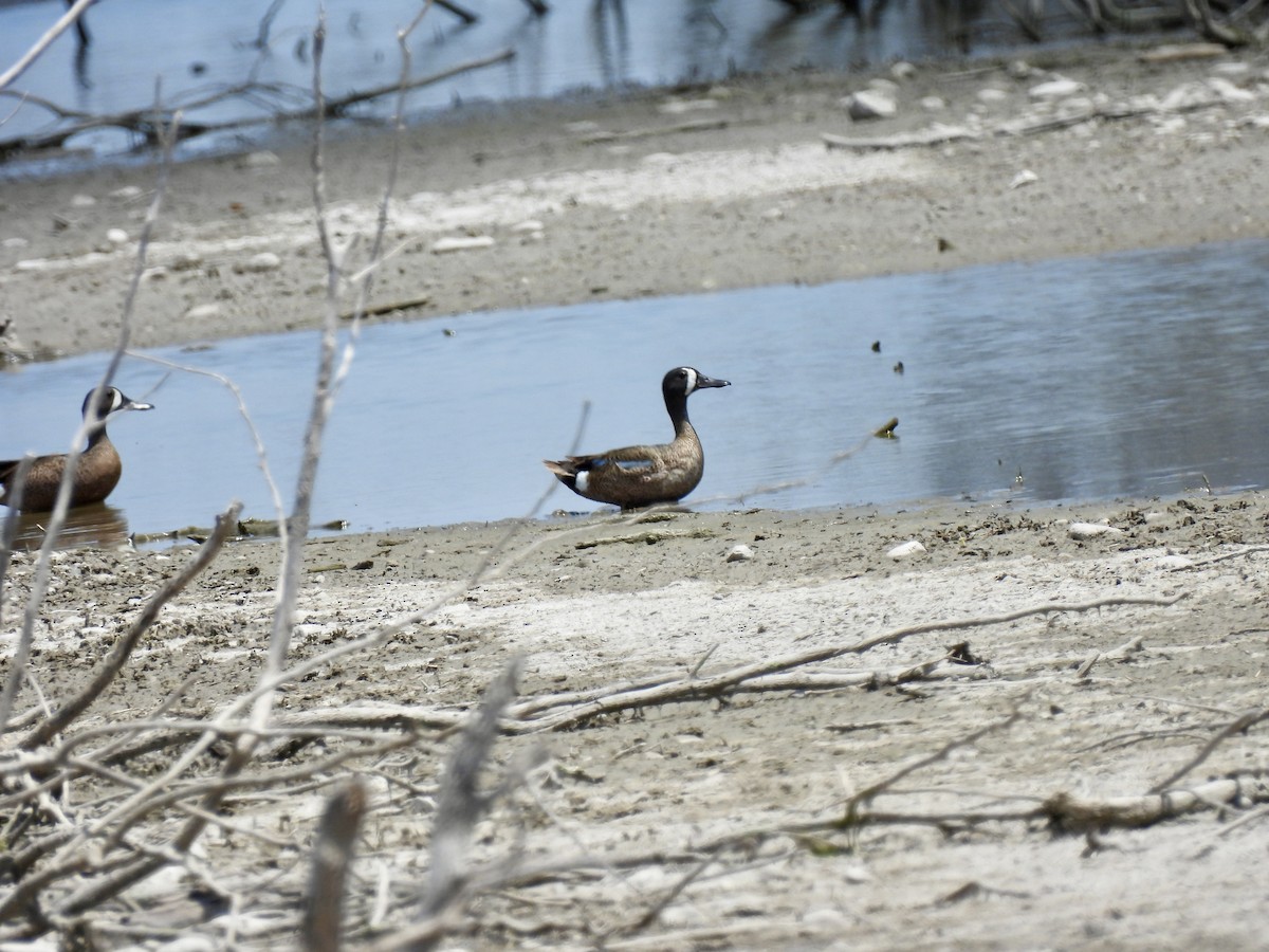 Blue-winged Teal - ML620459758