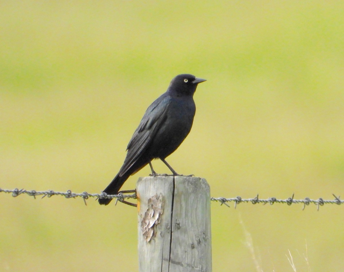 Brewer's Blackbird - ML620459764