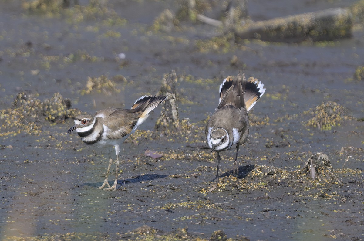 Killdeer - ML620459767