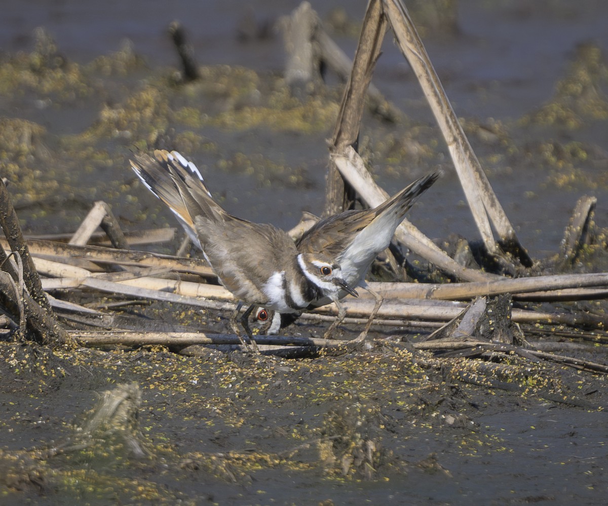 Killdeer - ML620459770