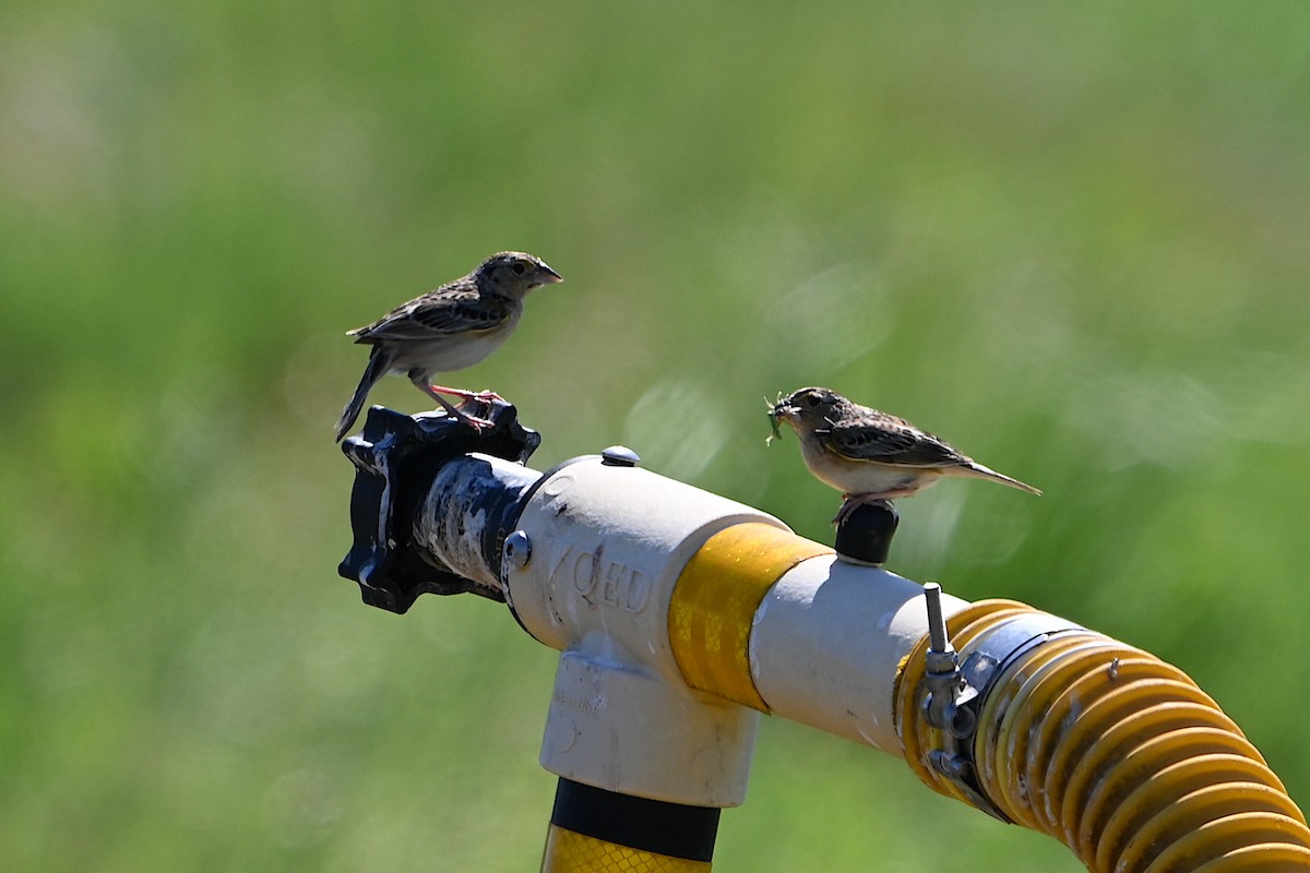 Grasshopper Sparrow - ML620459771