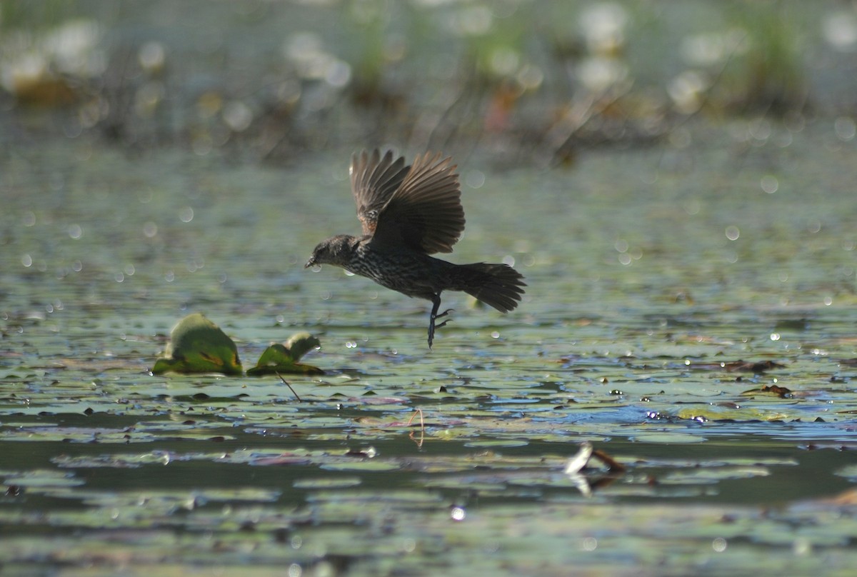 Red-winged Blackbird - ML620459775