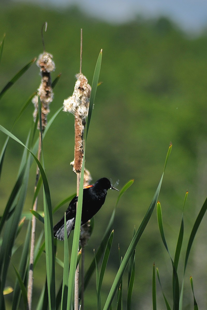 Red-winged Blackbird - ML620459776