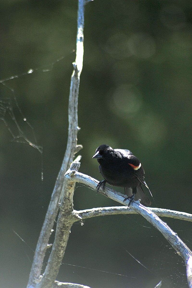 Red-winged Blackbird - ML620459777