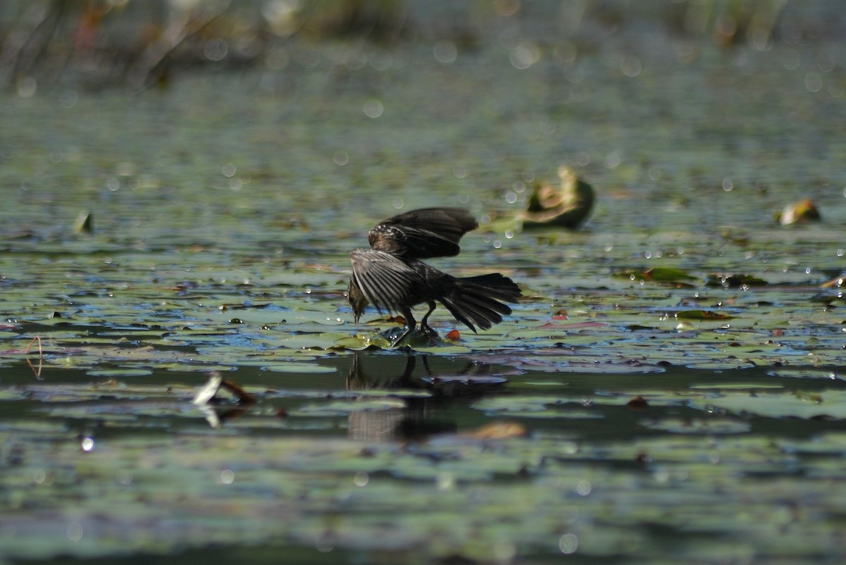 Red-winged Blackbird - ML620459778