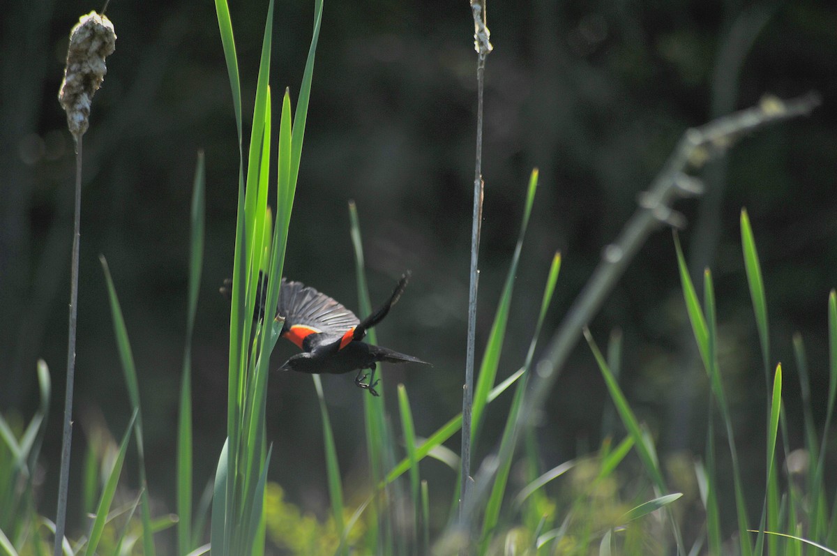 Red-winged Blackbird - ML620459779